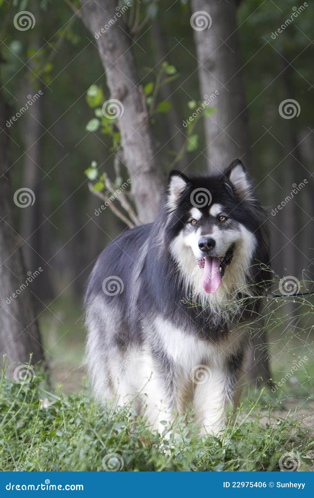 black alaskan malamute puppies