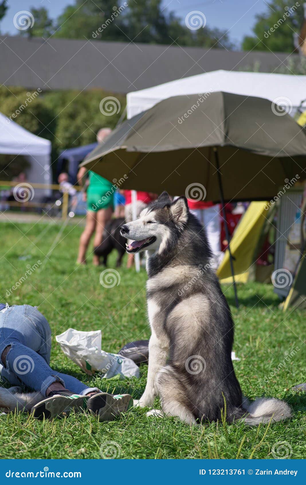 Alaskan Malamute Umbrella Alaskan Malamute Umbrella