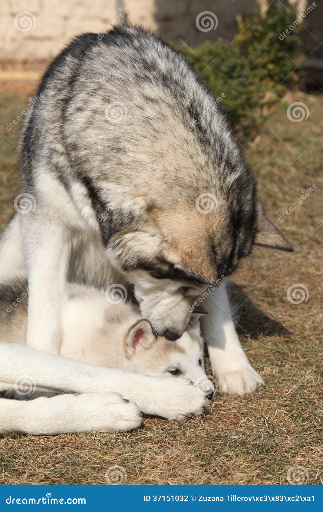 Alaskan malamute parent with puppy. Alaskan malamute parent playing with puppy on the garden