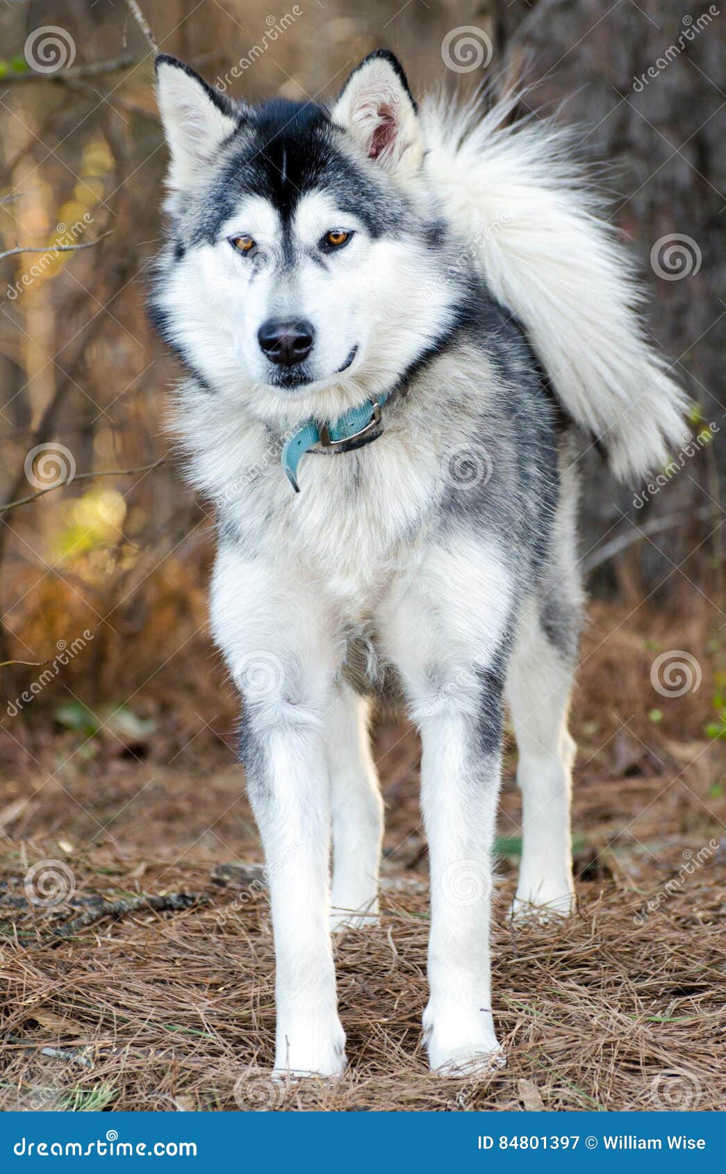 husky com malamute