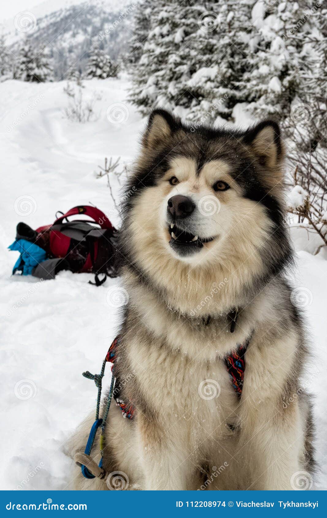 Alaskan Malamute on Snow stock photo. Image of cynology 112208974