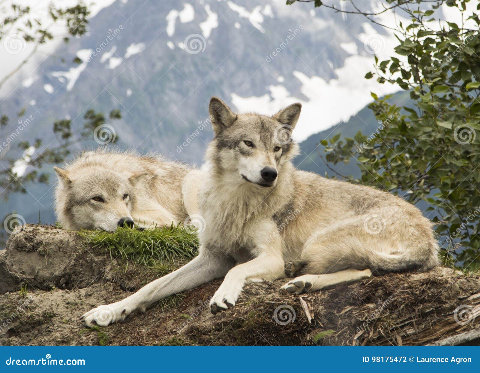 Wolves - Alaska Wildlife Conservation Center