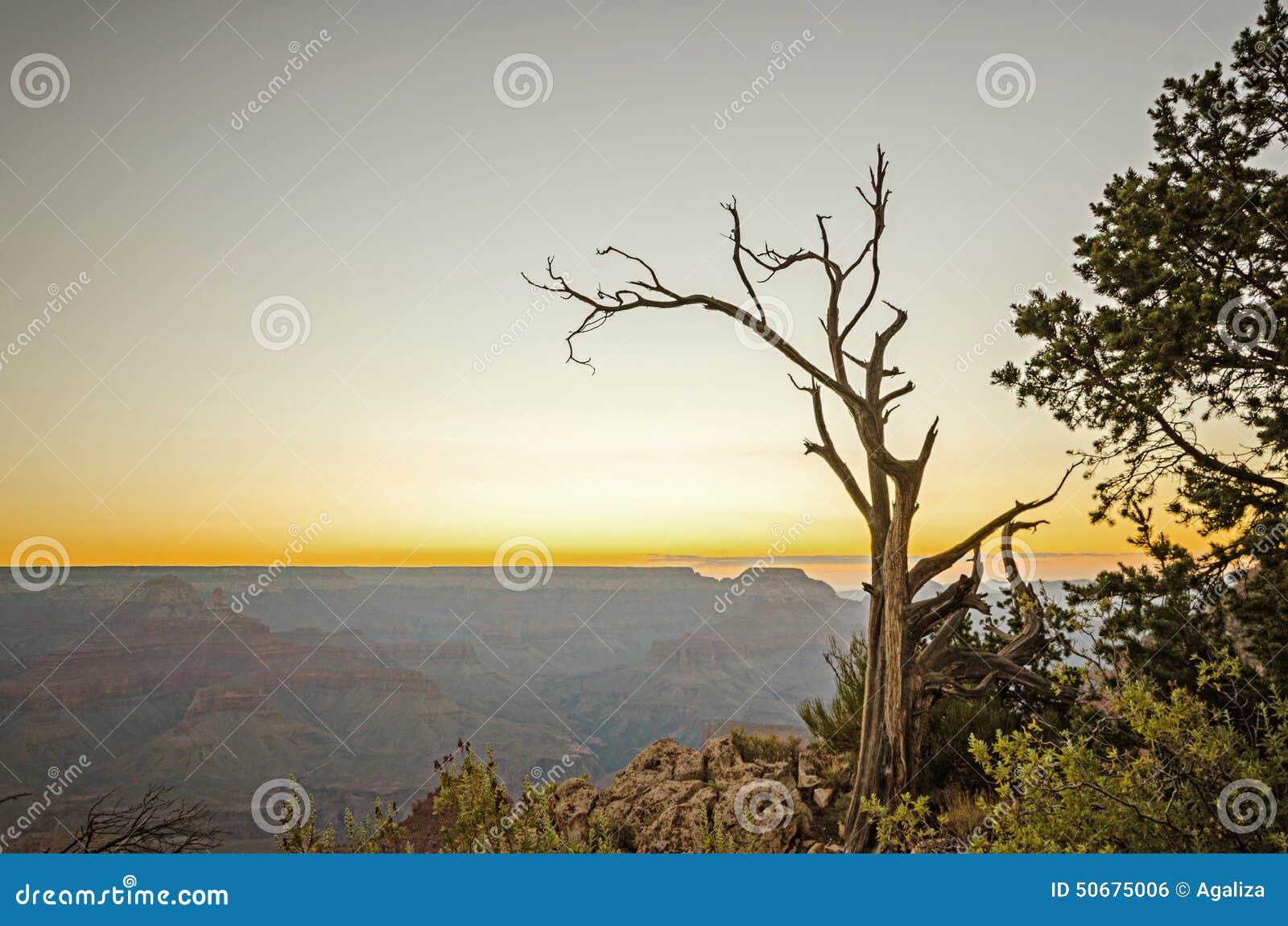 Alba a Grand Canyon in Arizona, U.S.A. Alba dorata di ora a Grand Canyon in Arizona, U.S.A., con l'albero secco in priorità alta e chiari cieli