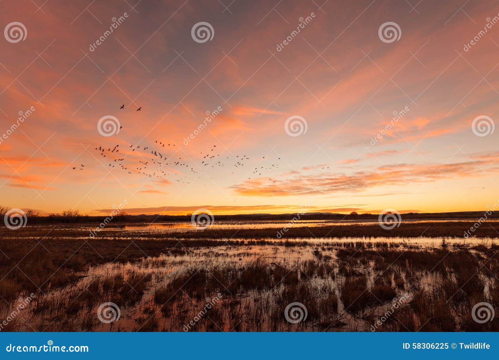 Alba sopra il rifugio. Un flyout delle oche polari ad alba a bosque del Apache NWR nel New Mexico