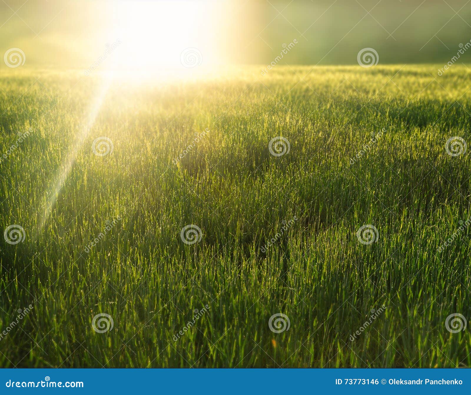 Alba sopra un campo verde. Alba di mattina sopra un campo del greeg di grano