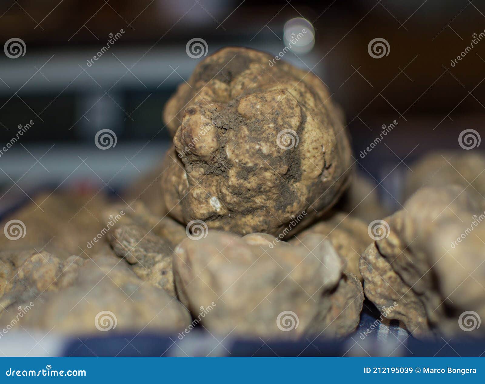 alba-white-truffle-tuber-magnatum-pico-italy-precious-display-fair-212195039.jpg