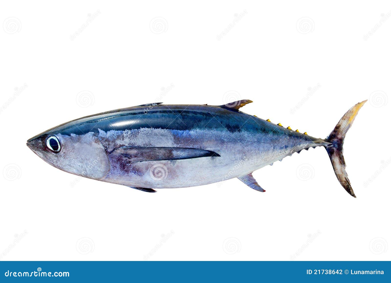 Albacore Tuna Thunnus Alalunga Fish Isolated Stock 