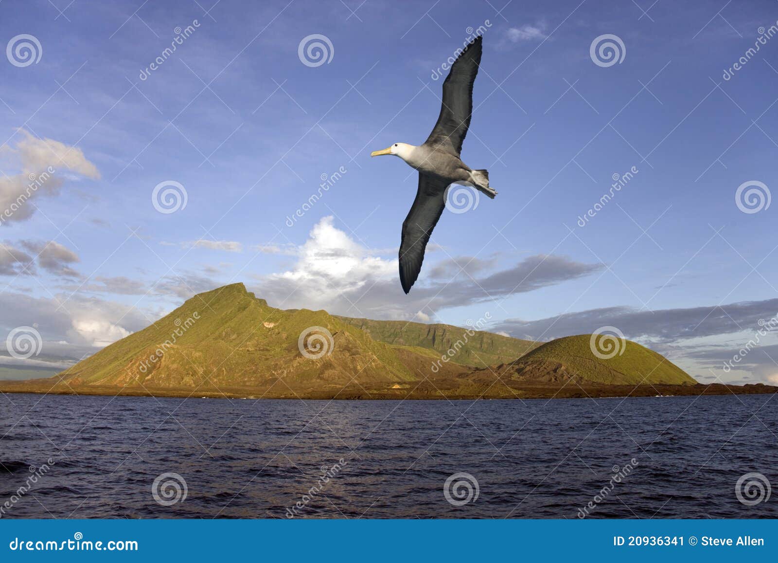 albatross - isabella island - galapagos islands