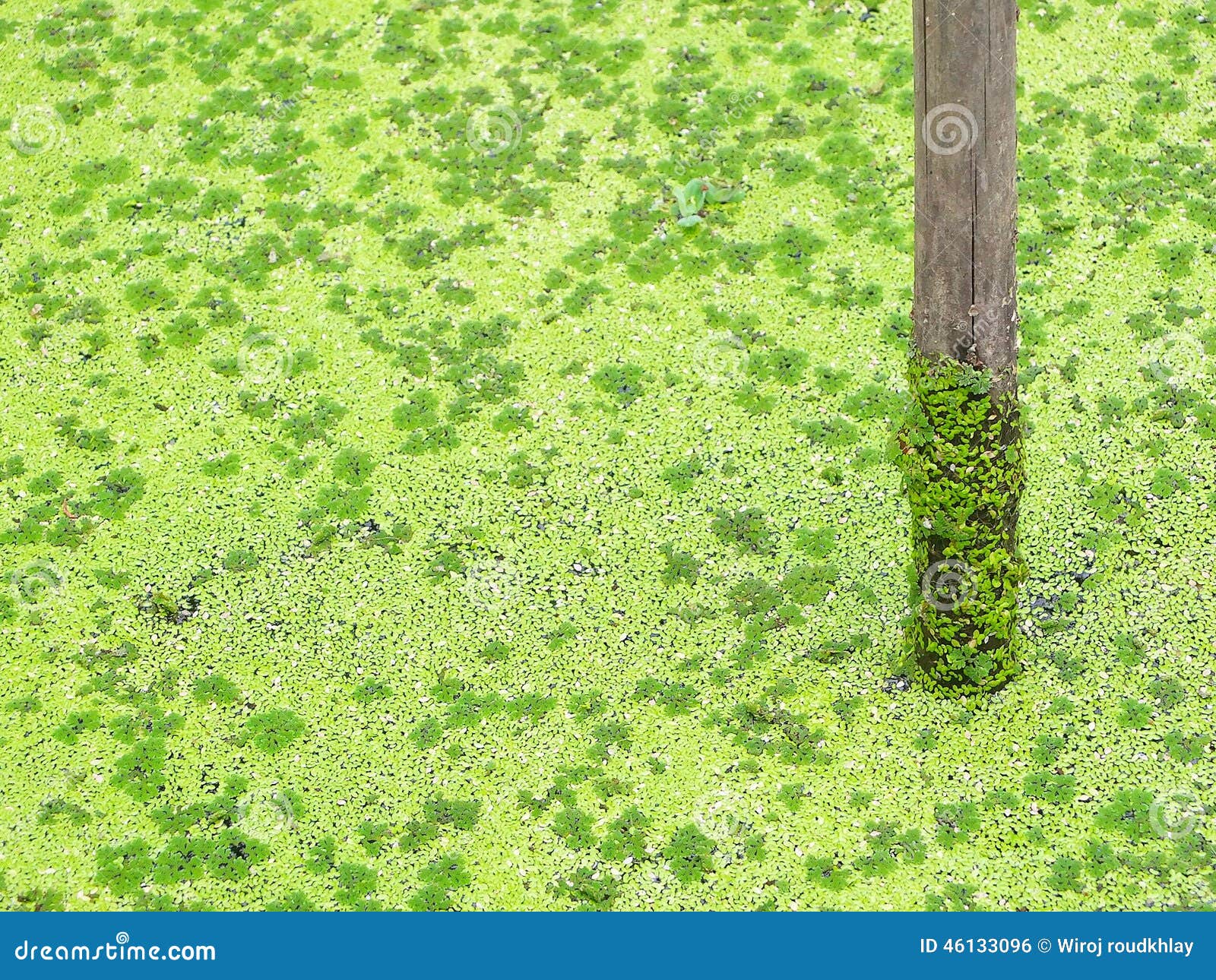 Alberi. Natura di verde dell'acqua del ceppo
