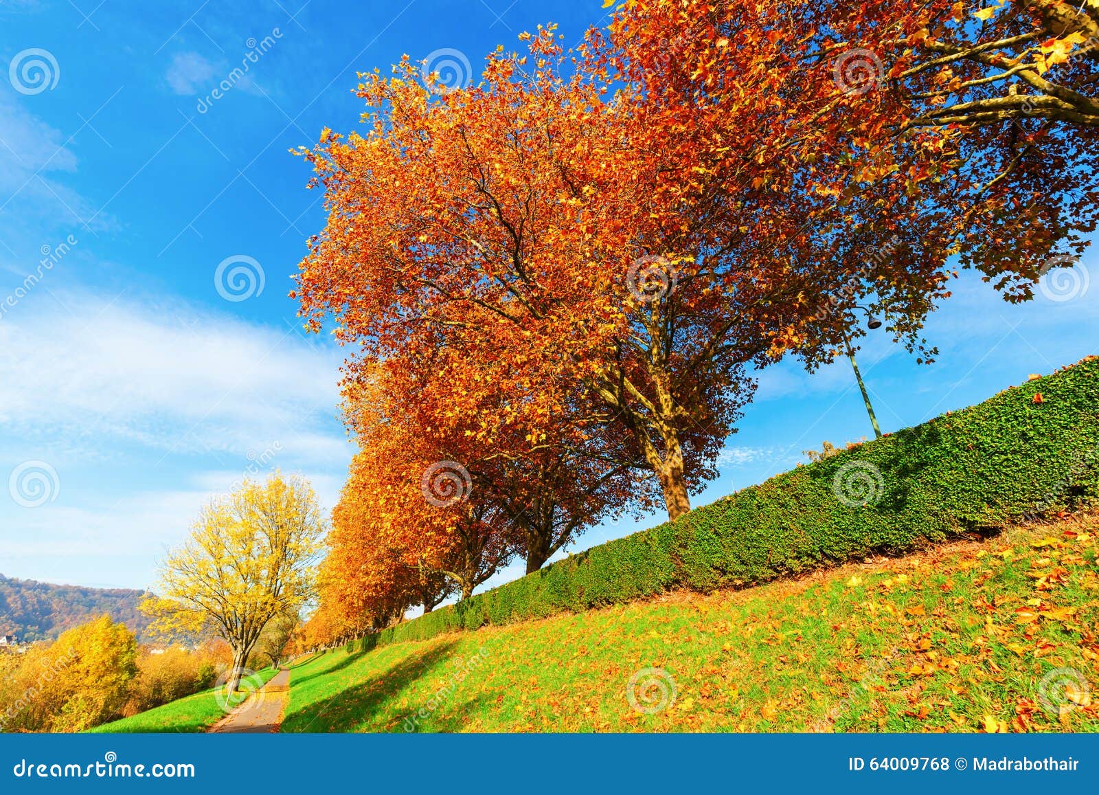 Raccolta Di Alberi Colorati Vettore Gratis