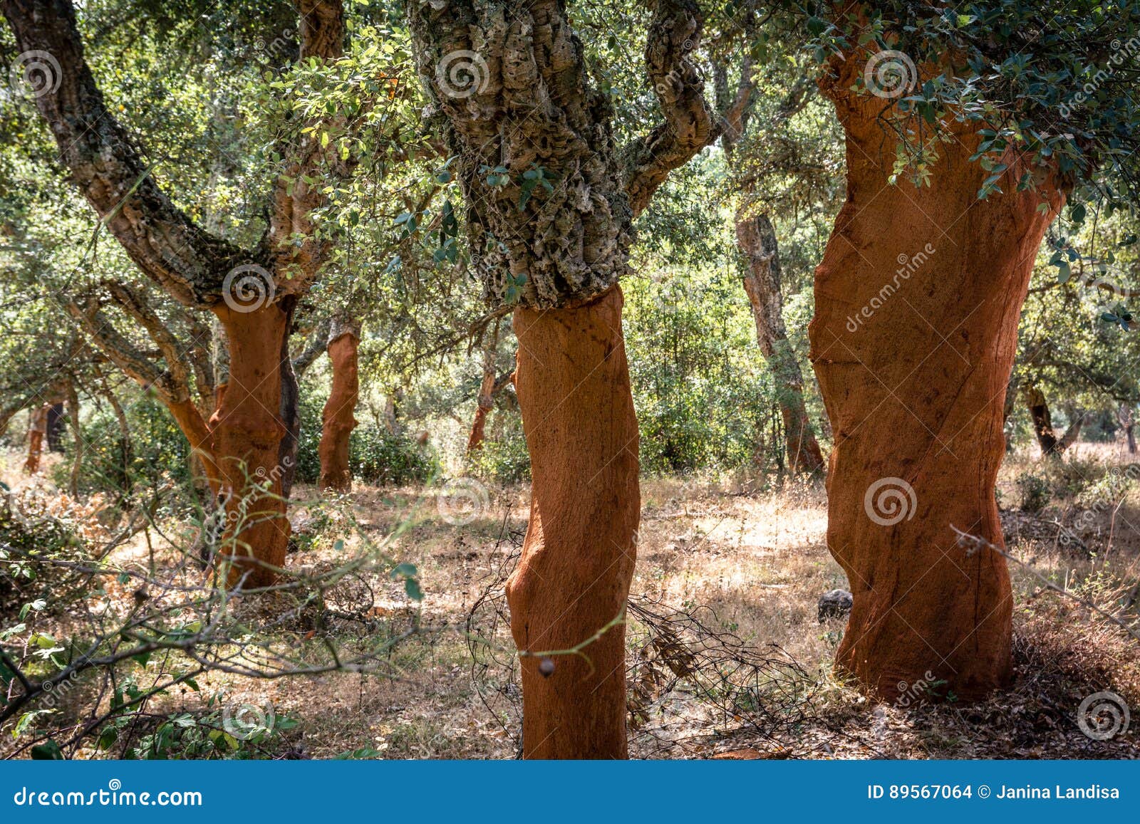 Alberi Di Quercia Da Sughero In Sardegna Fotografia Stock Immagine Di Colline Foreste 89567064