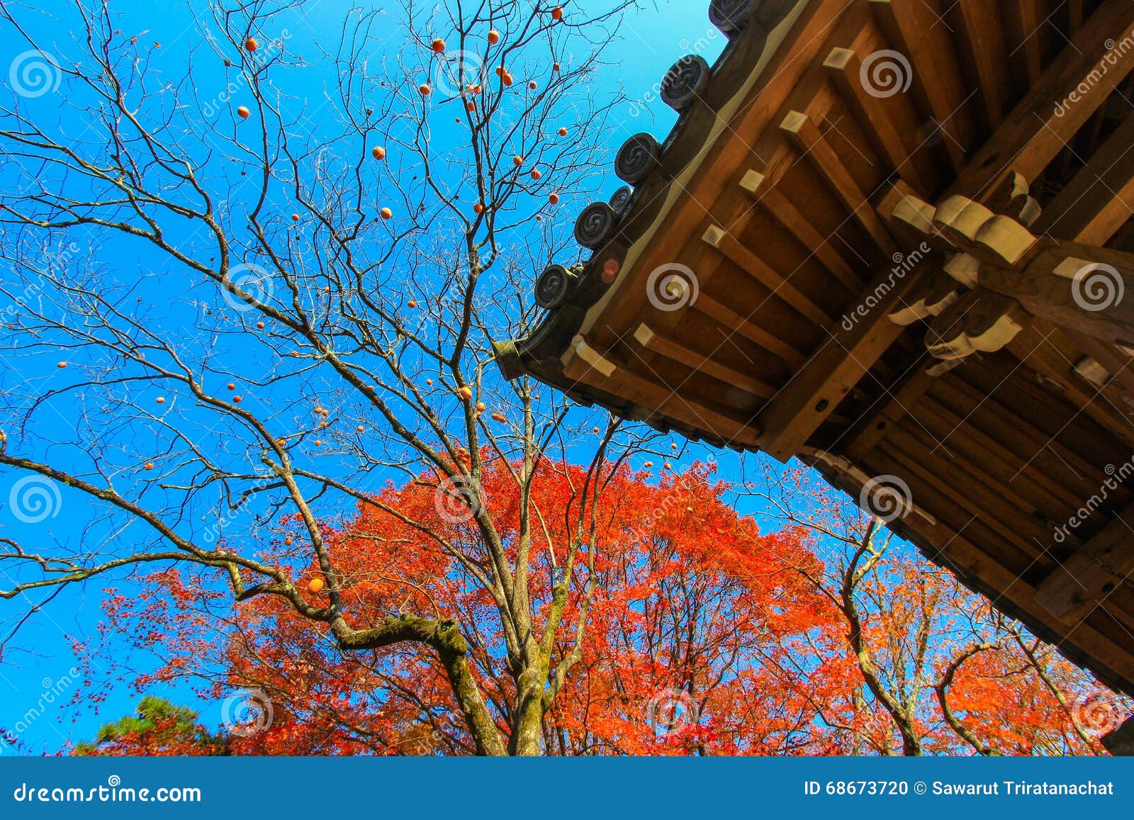 Alberi rossi accanto al tempio giapponese durante il periodo di autunno