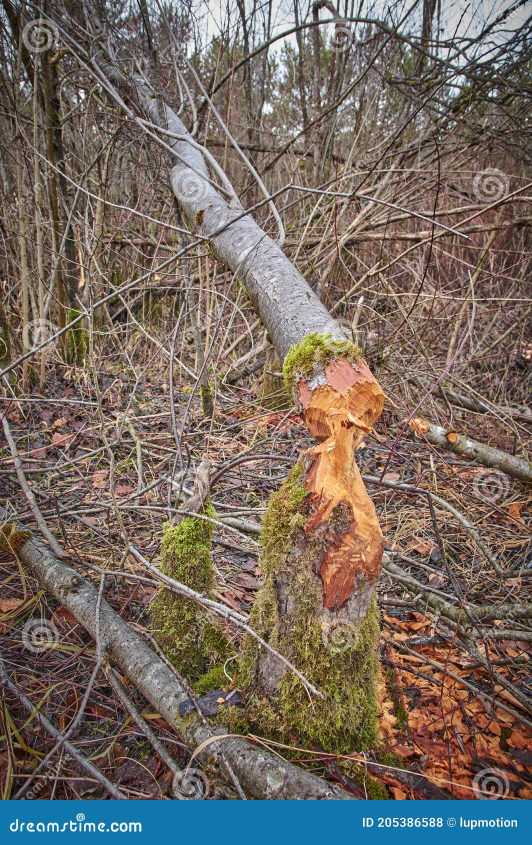 Albero abbattuto nella foresta. albero abbattuto da castori nei boschi. taglio di legname