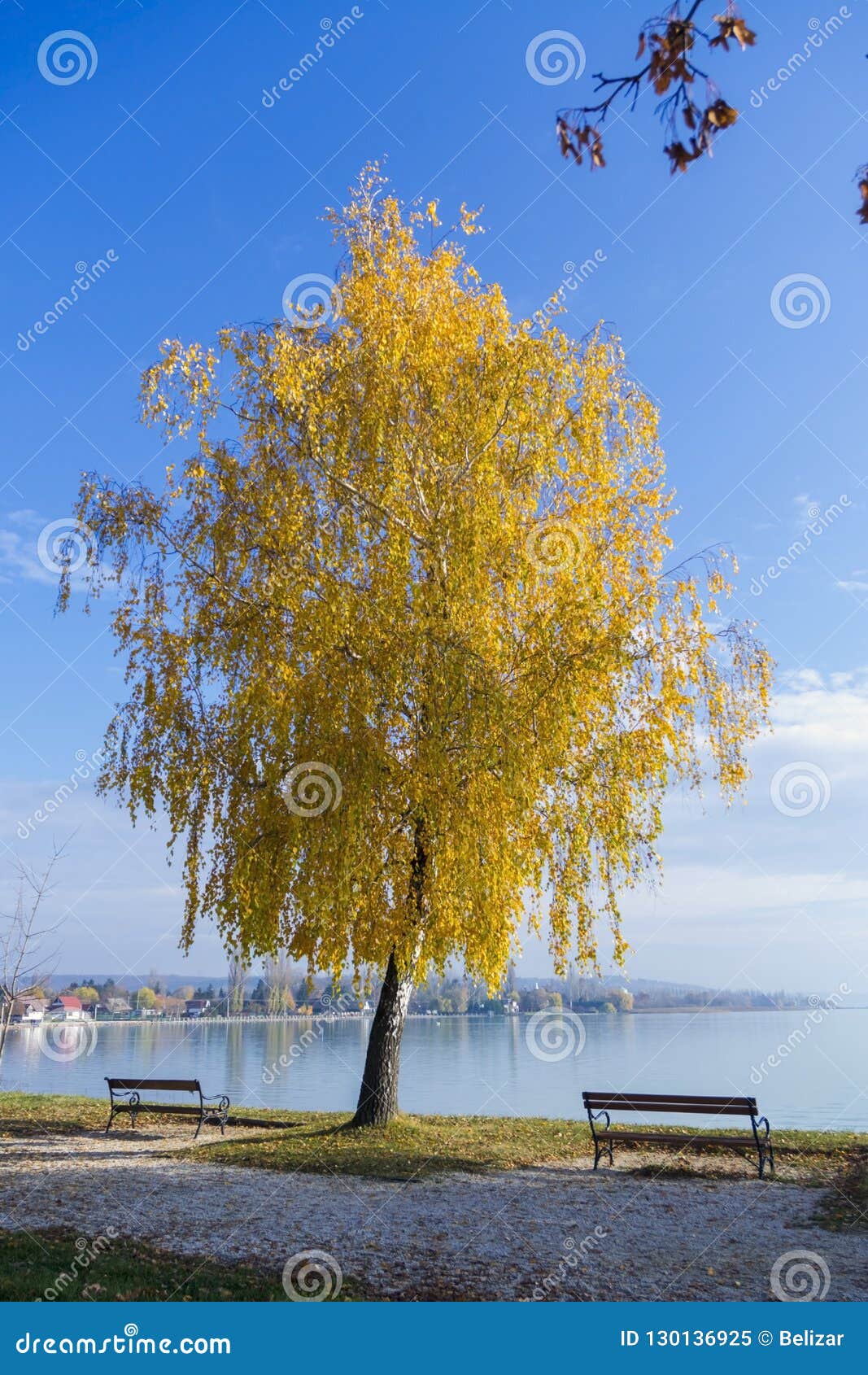 Albero alla spiaggia del te. Paesaggio di autunno con un albero in Balatonkenese, Ungheria