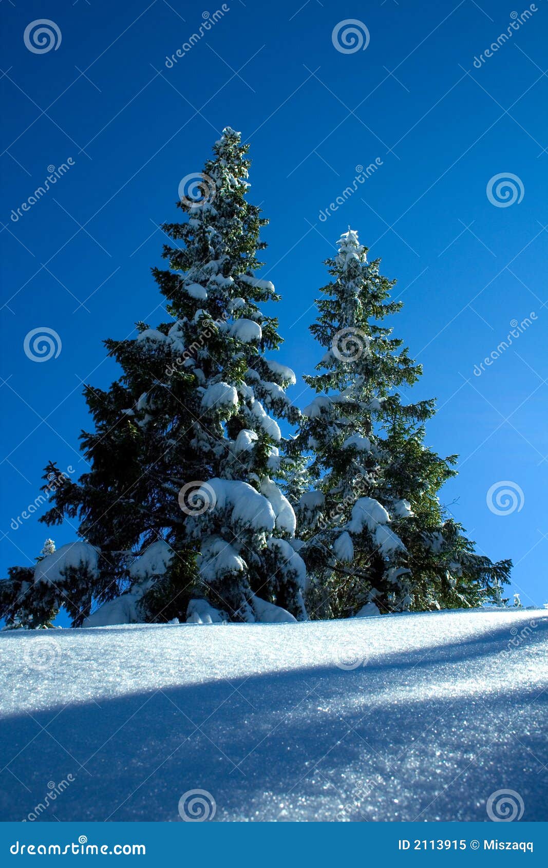 Albero attillato, alberi su Sn bianco. Attilli, alberi su neve bianca e cielo blu in montagne polacche