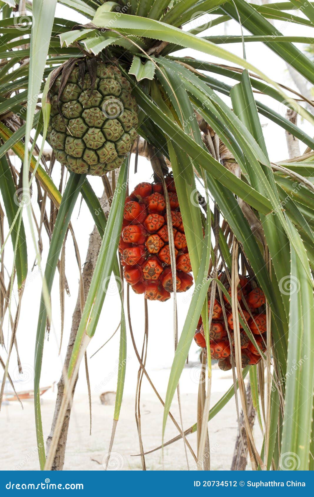Frutta Che Appende Nell'albero, Pandanus, Pino Di Vite, Pandanaceae - Foto 8