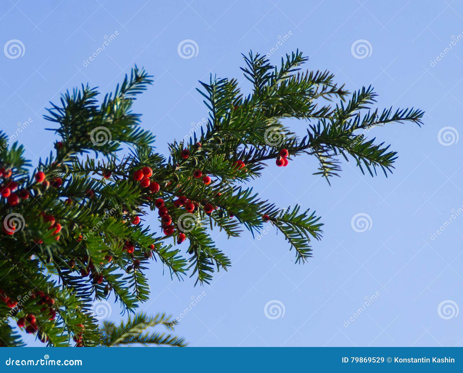 Tasso Taxus Baccata Taxus Baccata Alberi Tasso Taxus Baccata Alberi