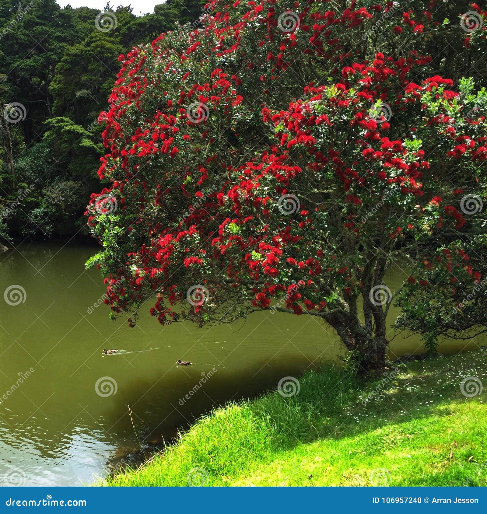 Albero della Nuova Zelanda Pohutukawa sul lato del lago con le anatre. Trovato sul lato del fiume in Warkworth Nuova Zelanda, un Pohutukawa, excelsa di Metrosideros, albero nel blooom completo con le anatre selvatiche nella sua tonalità Un punto ideale di picnic