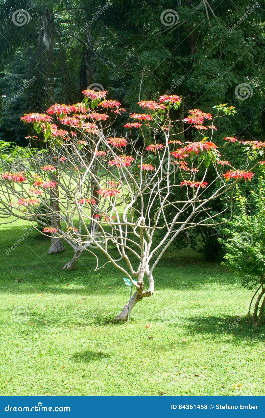 Albero Stella Di Natale.Albero Della Stella Di Natale Con I Fiori Rossi Fotografia Stock Immagine Di Rosso Nave 84361458