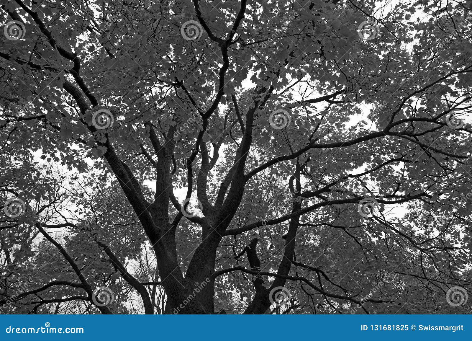 Albero Di Acero In Bianco E Nero Immagine Stock Immagine Di Bello Caduta 131681825