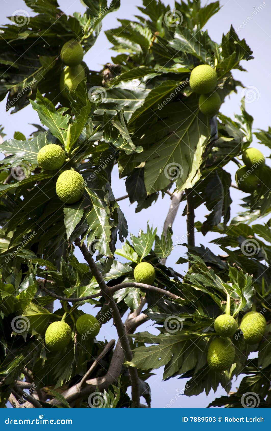 Albero di alberi del pane immagine stock. Immagine di podere 7889503