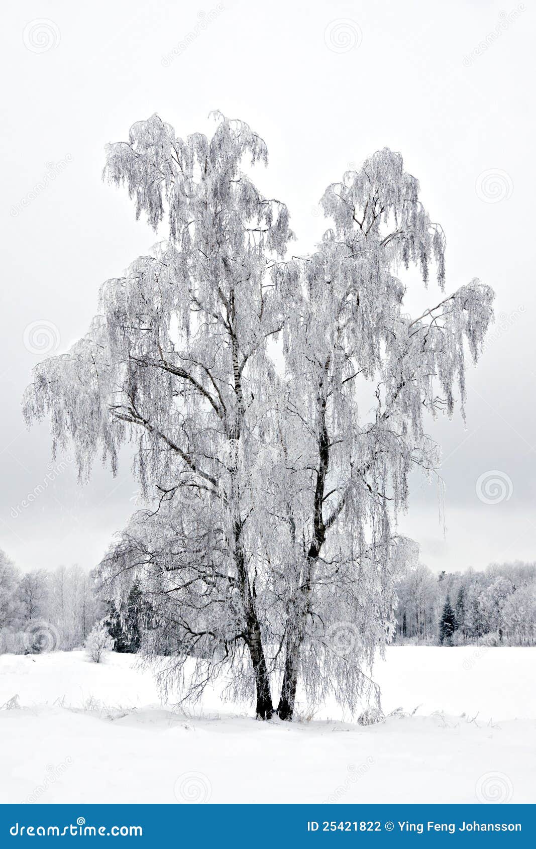 Albero Di Betulla Bianca In Primavera Immagine Stock - Immagine Di - Foto 4