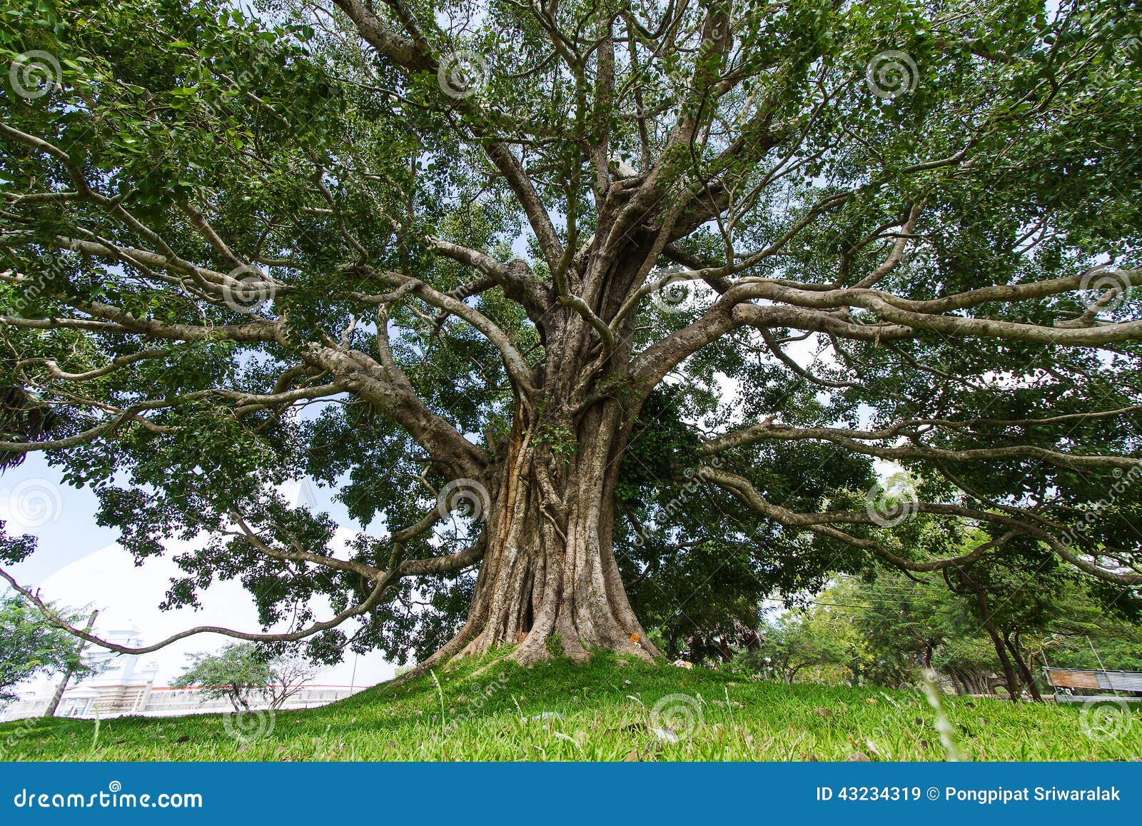 Albero Di Bodhi Del Gigante Anuradhapura Sri Lanka Immagine Stock Immagine Di Colore Citt 43234319