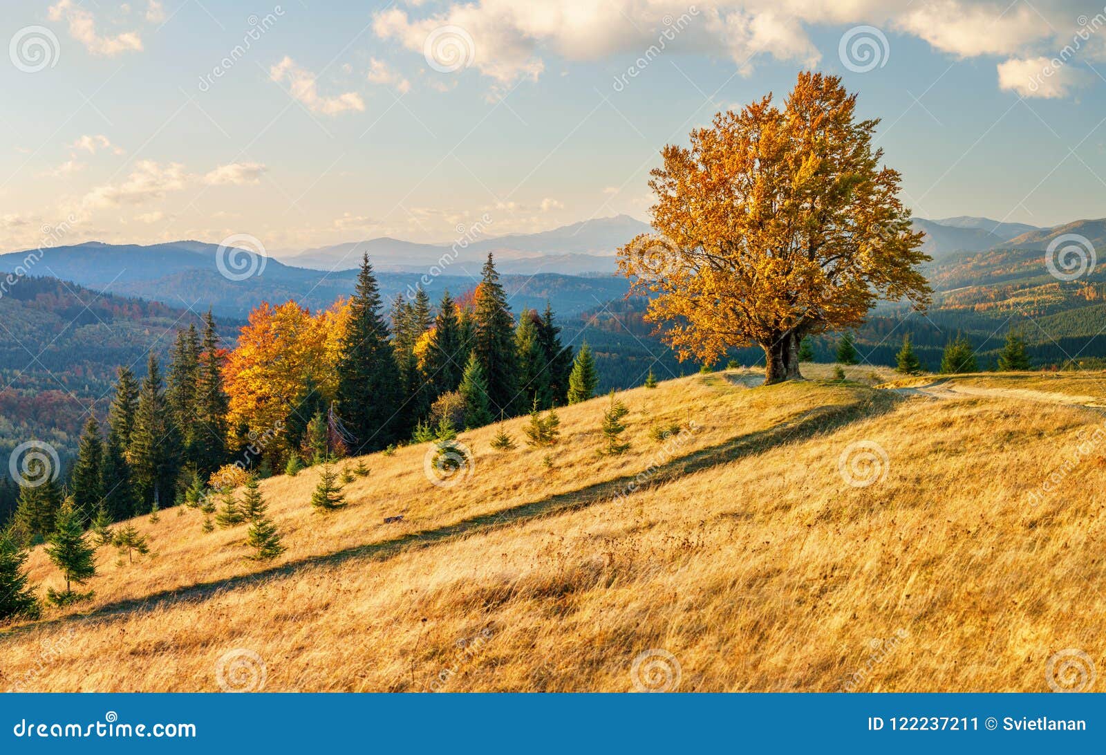 Albero Di Faggio Solo Maestoso Su Un Paesaggio Di Autunno Della Montagna Della Collina Immagine Stock Immagine Di Nave Montagna