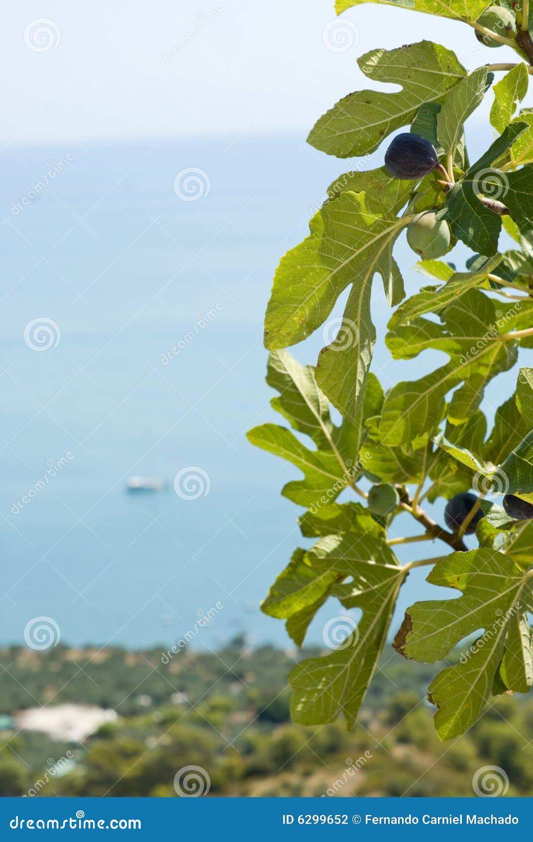 Albero di fico fotografia stock. Immagine di fresco, frutta - 6299652