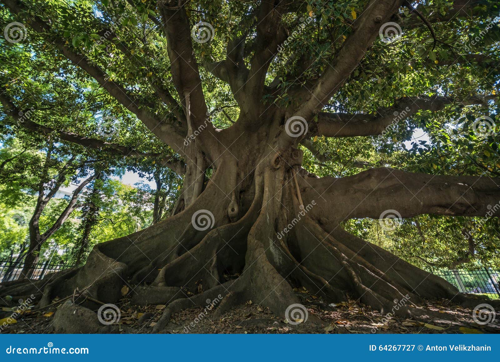 XDrum CG-250 Claves In Legno Di Albero Della Gomma - Strumento Musicale Ritmico 25cm - Foto 8