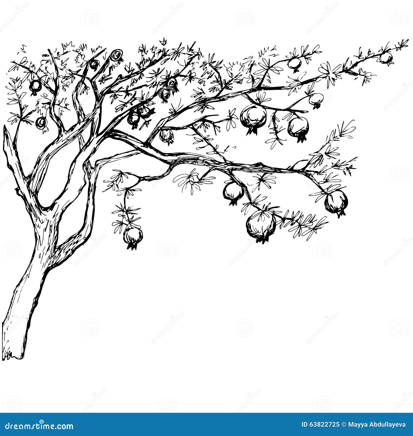 wallpapers Albero Melograno Disegno dreamstime