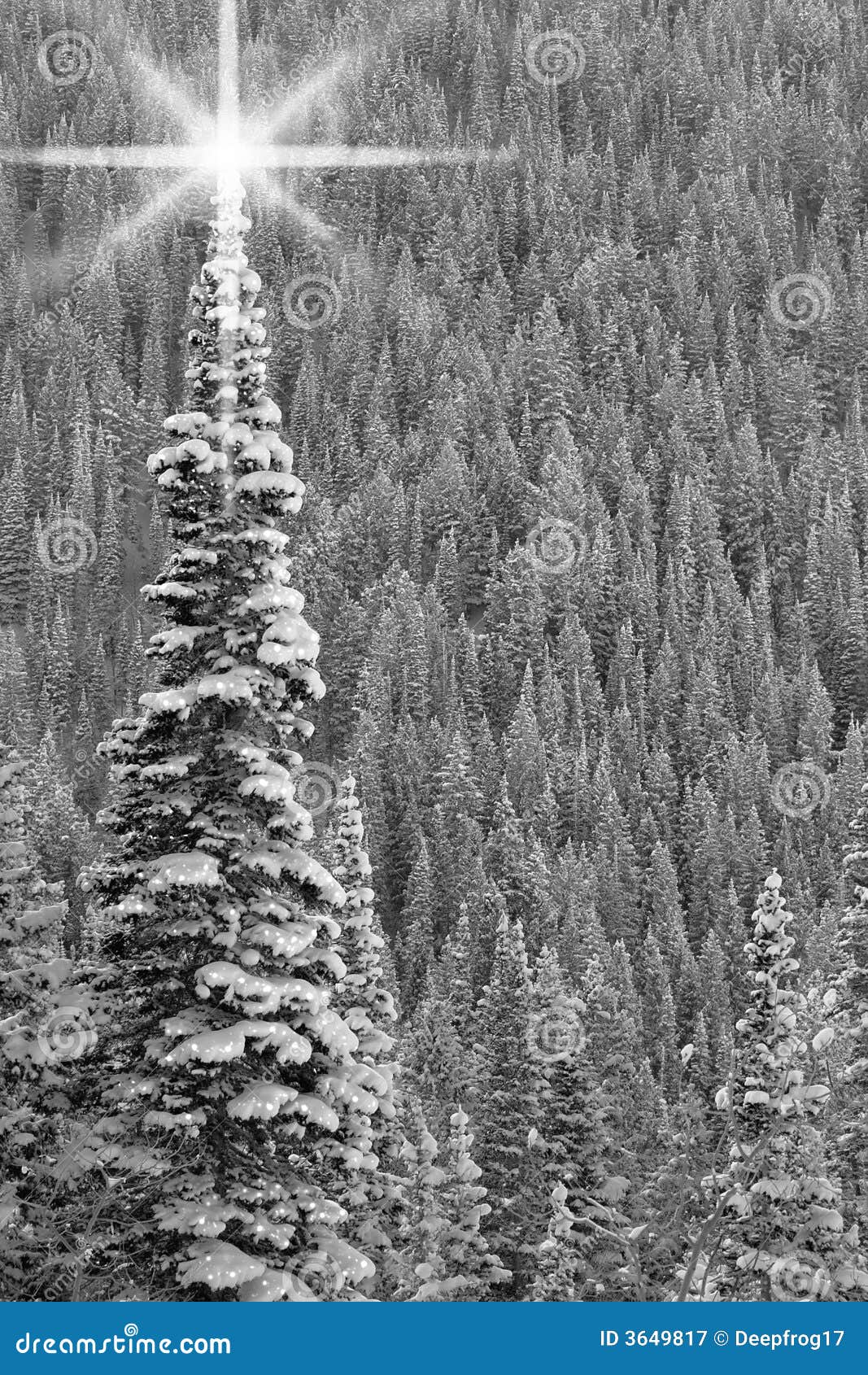 Albero Di Natale In Bianco E Nero Albero Di Natale In Bianco E Nero Illustrazione di Stock