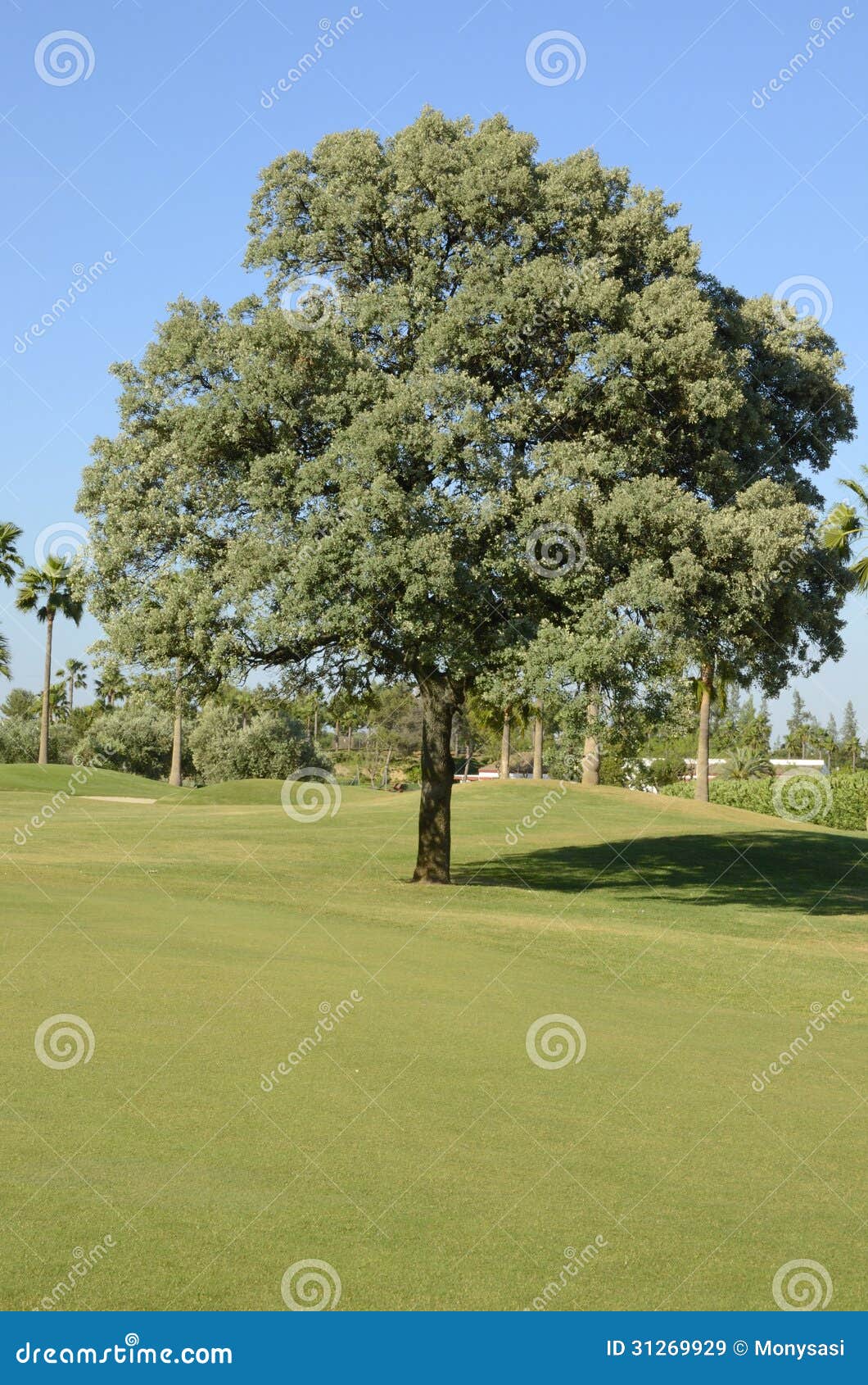 Pezzi Di Sughero Di Quercia - Per Presepi E Modellismo, Dimensioni Circa 13 Mm, Materiale Naturale