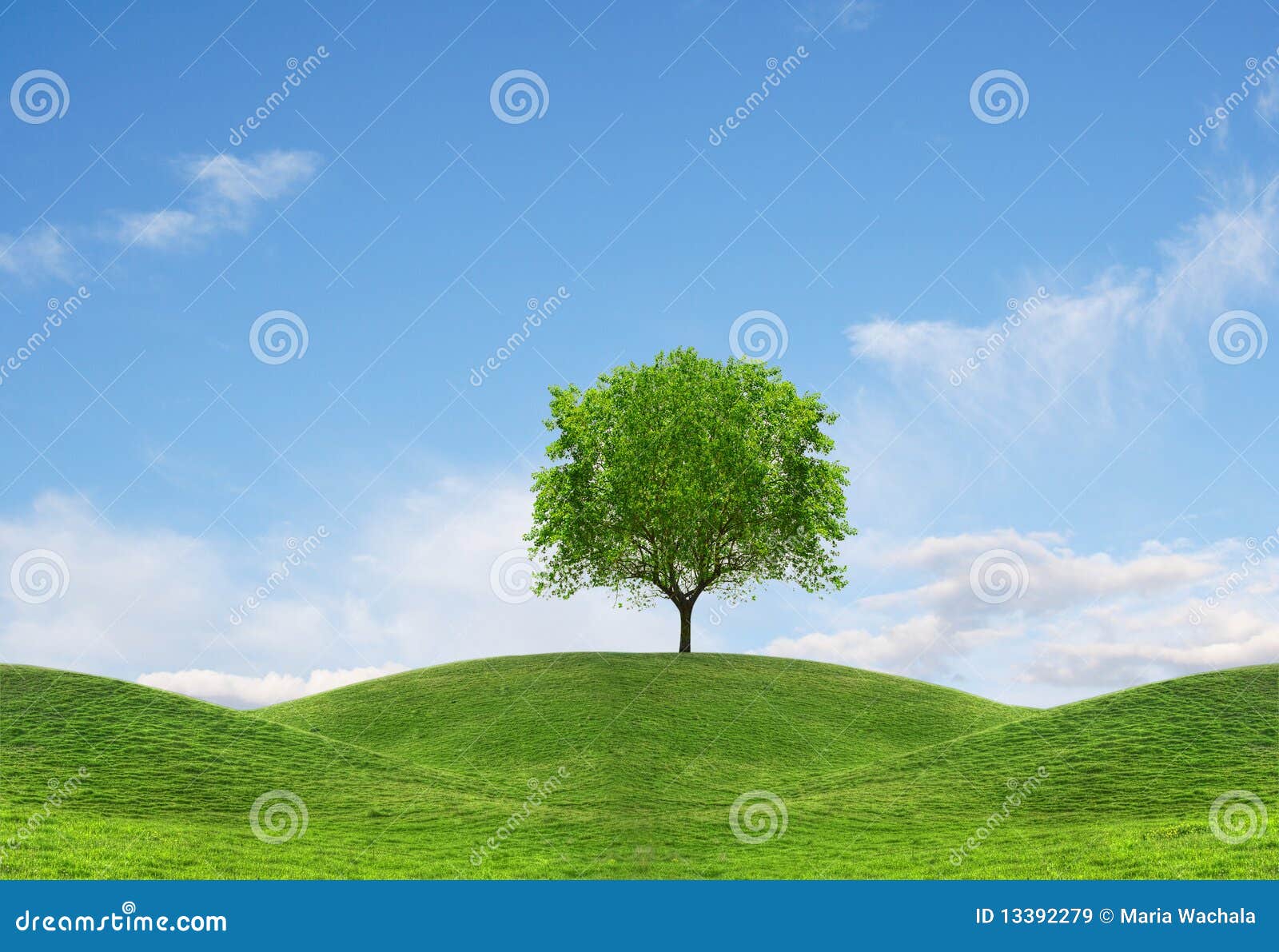 Albero sulla collina immagine stock. Immagine di fronte - 13392279