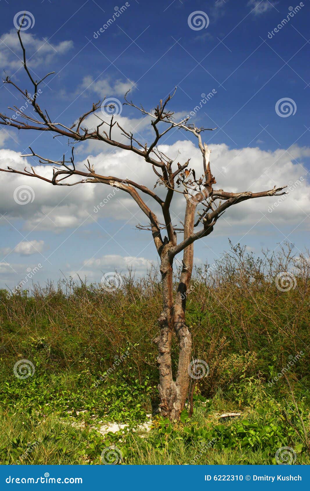 Albero sulla spiaggia tropicale. È fotografata sulla spiaggia del Ancon vicino alla città della Trinidad. La Cuba