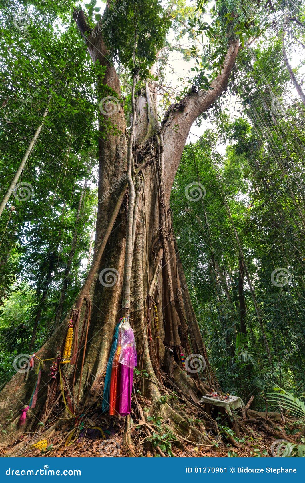 Albero Tropicale Enorme Immagine Stock Immagine Di Isola 81270961