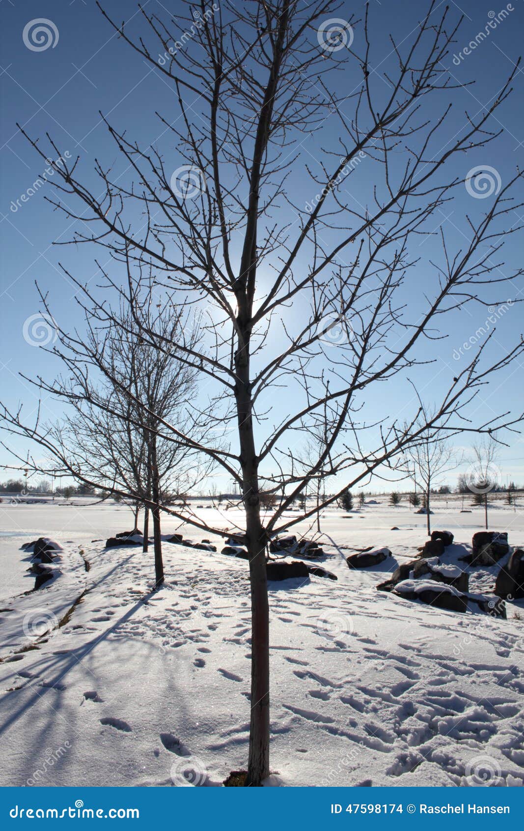 Albero in un parco nevoso di inverno. Albero senza foglie in un parco di inverno con neve, le orme, le rocce, ecc