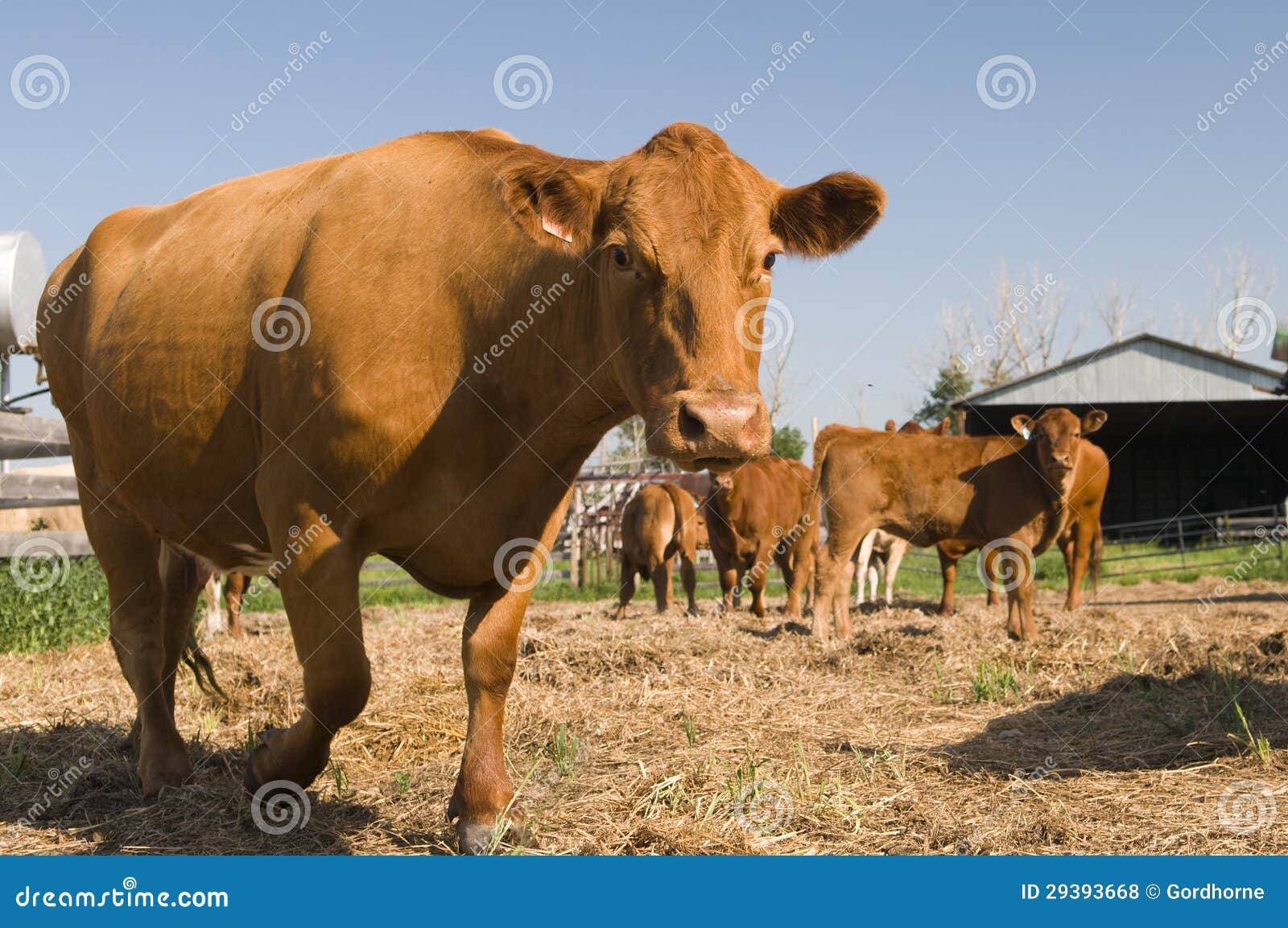 Alberta Beef stock photo. Image of brown, close, blue 29393668