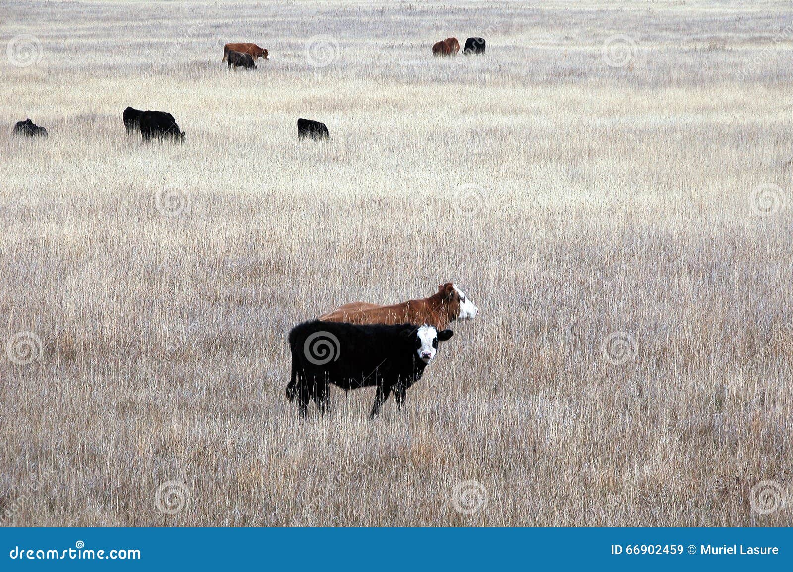 Alberta beef cattle stock image. Image of canada, grass 66902459