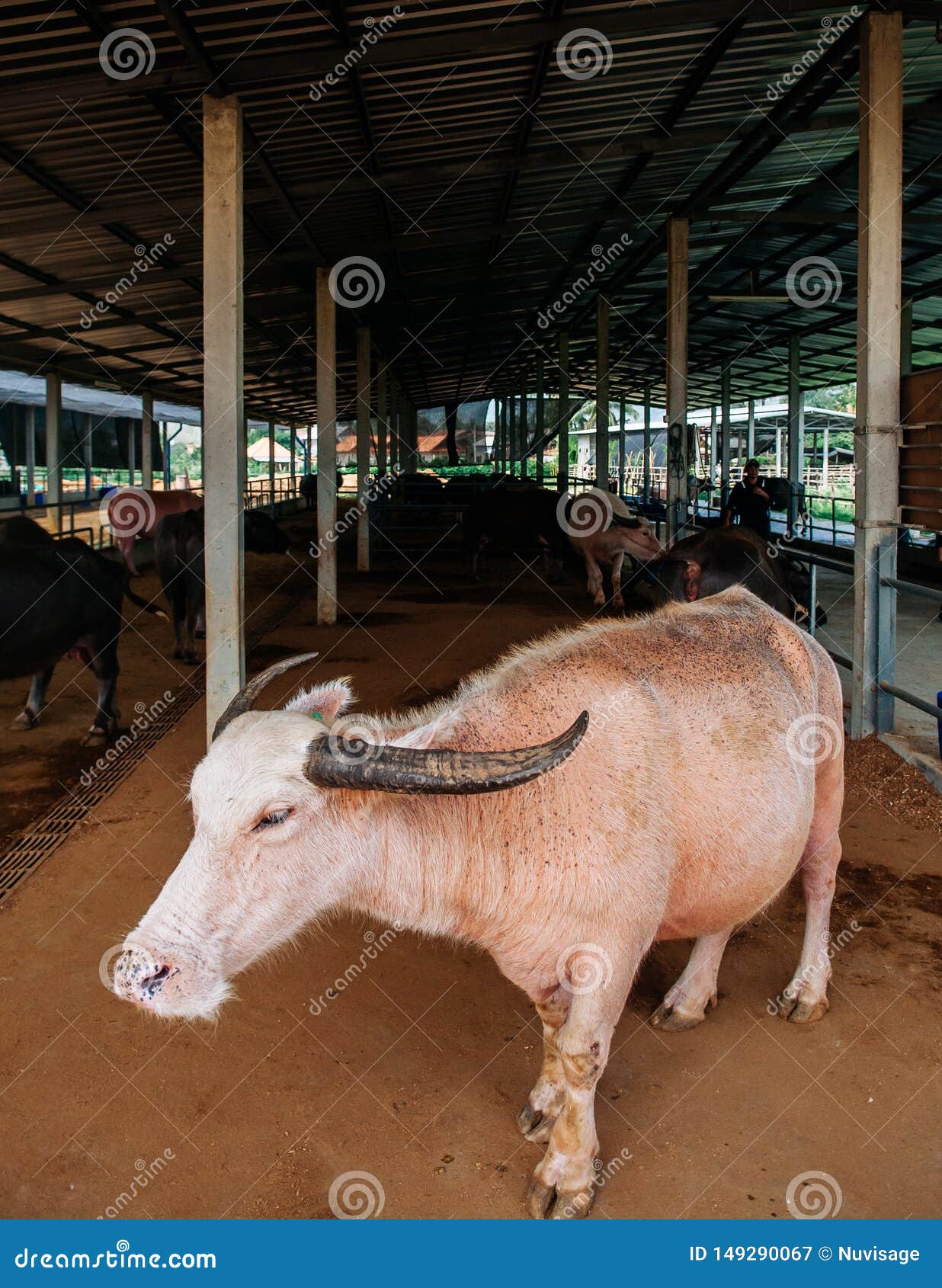 nederdel sagging Høj eksponering Albino Asian Water Buffalo in Local Dairy Farm in Southeast Asia Editorial  Photography - Image of albinism, animal: 149290067