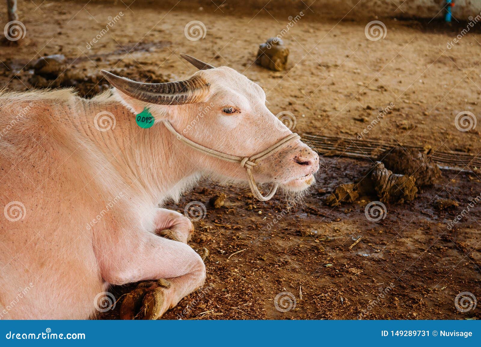 rester Korridor Thorns Albino Asian Water Buffalo in Local Dairy Farm in Southeast Asia Stock  Image - Image of forage, laos: 149289731
