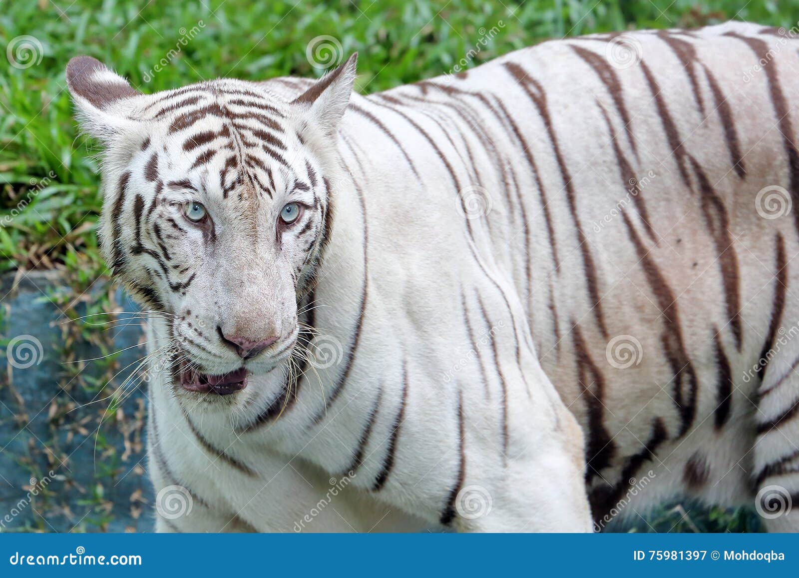 Albino Bengal Tiger stockbild. Bild von katze, bart, albino - 75981397