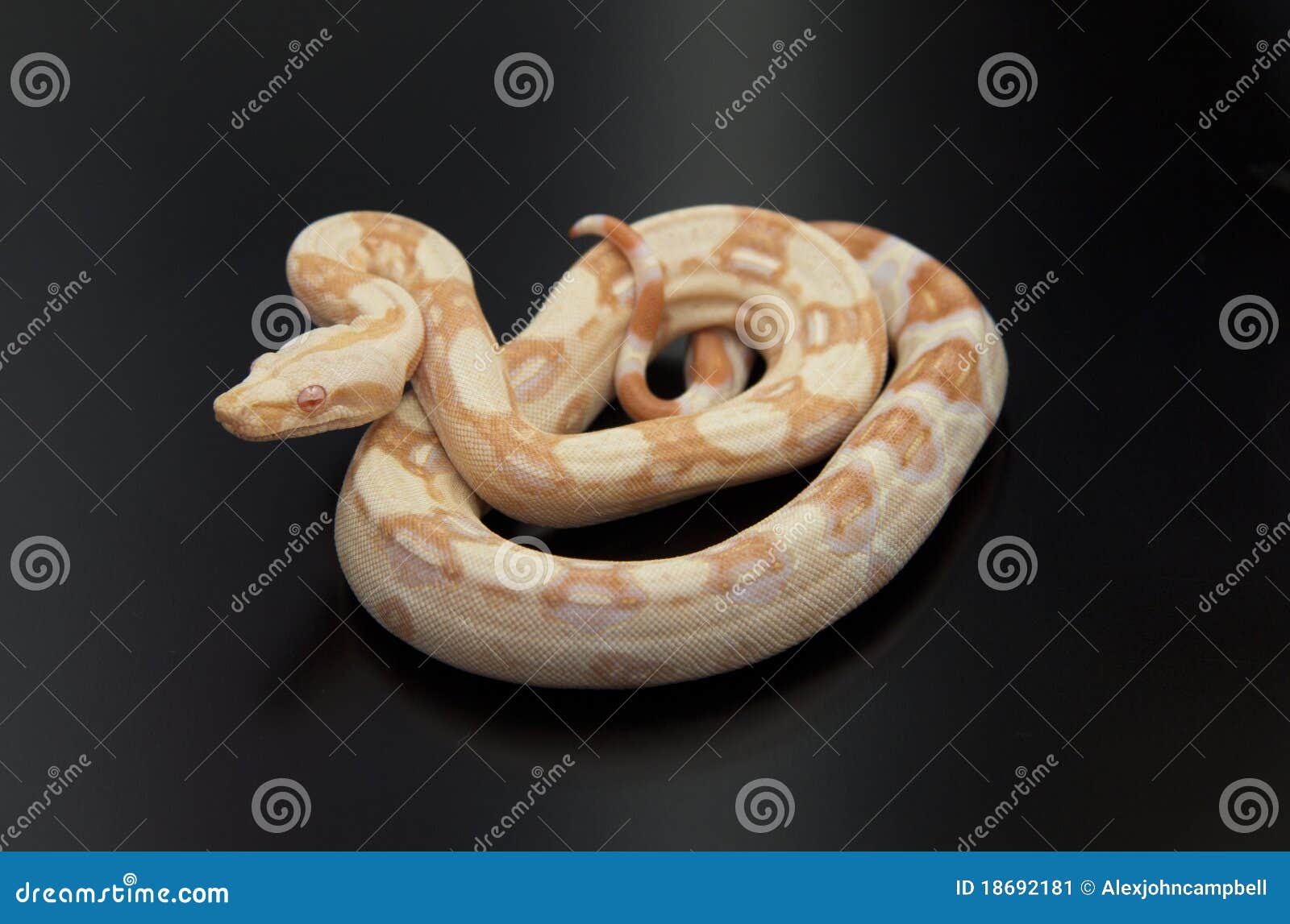 albino boa constrictor python albino boa constrictor python