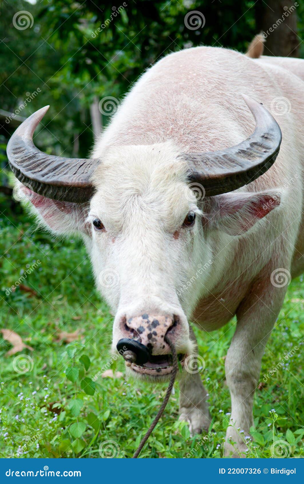 Albino Buffalo (white Buffalo) Eating Stock Photo Image of buffalo: 22007326