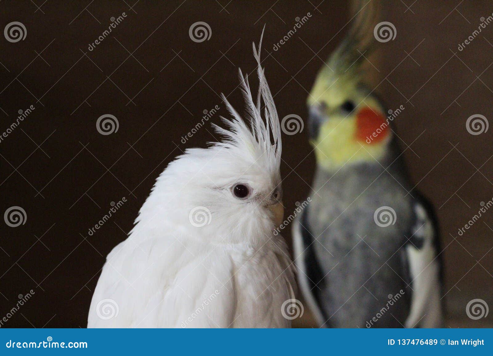 the albino cockatiel