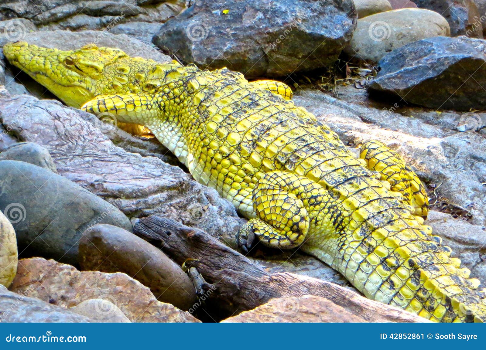 Yellow Crocodile stock image. Image of view, croc, close - 42852861