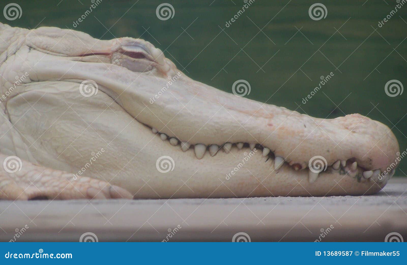 albino himalayan crocodile animal