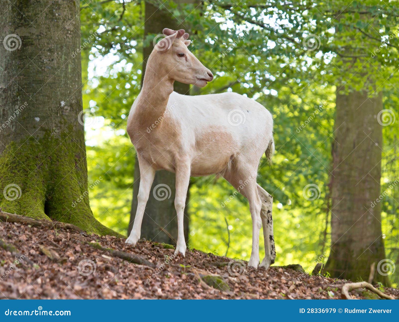 What is an albino deer?