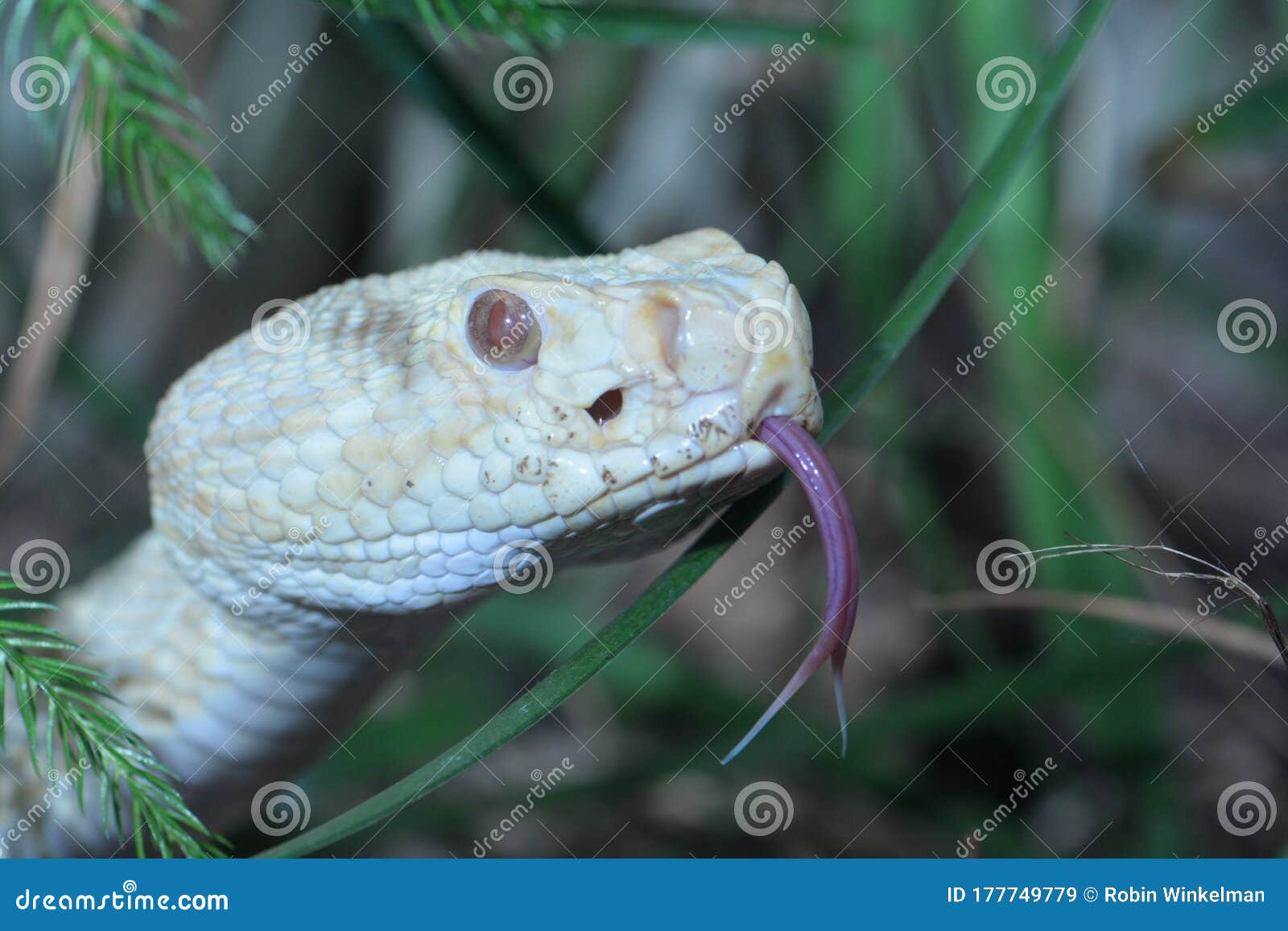 Albino Diamondback Rattlesnake Stock Image Image Of Diamondback Eastern 177749779
