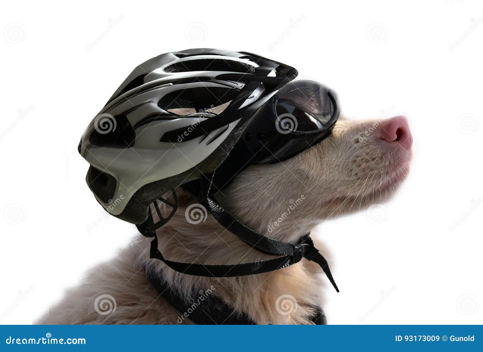 dog bicycle helmet